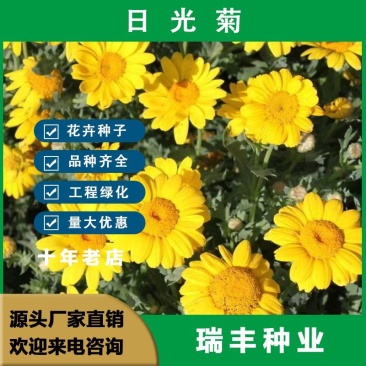日光菊种子，花卉种子赛菊芋花籽简单易活多年生宿根花卉耐寒