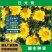 日光菊种子，花卉种子赛菊芋花籽简单易活多年生宿根花卉耐寒