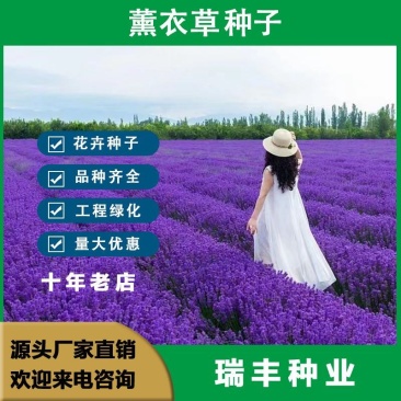 薰衣草种子花海景观绿化庭院花草种花种籽多年生花卉种子