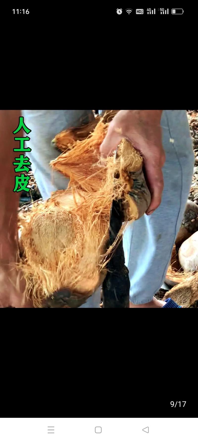 海南琼海市毛椰产地直销质量保障量大从优欢迎订购