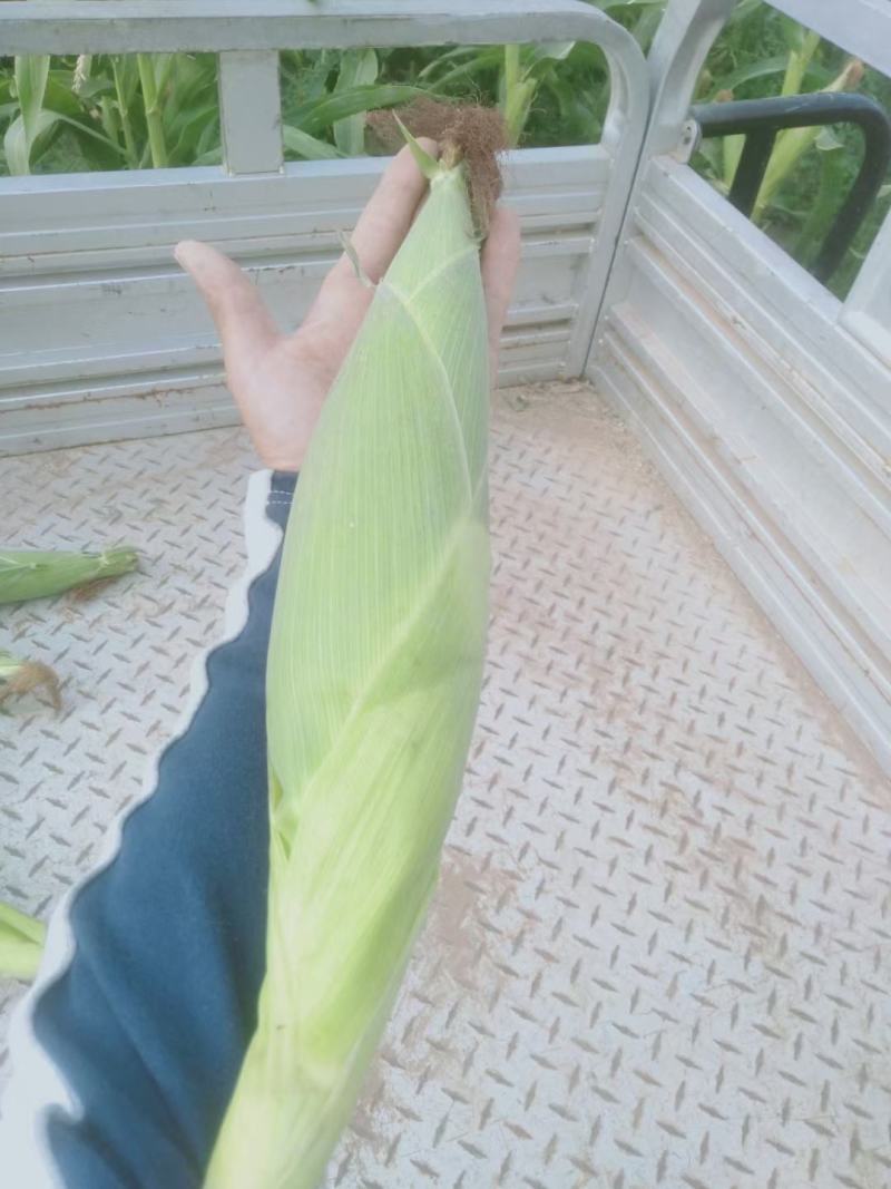 水果玉米，粘玉米，供应电商.超市.各大市场，加工厂