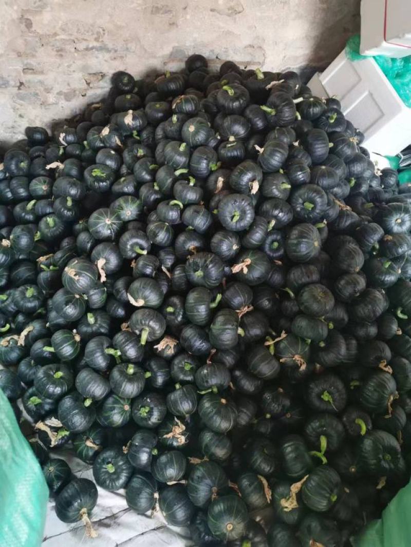 山东贝贝南瓜大量上市品质保证一手货源量大从优