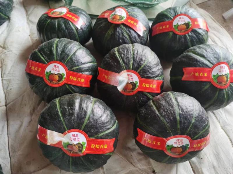 山东贝贝南瓜大量上市品质保证一手货源量大从优