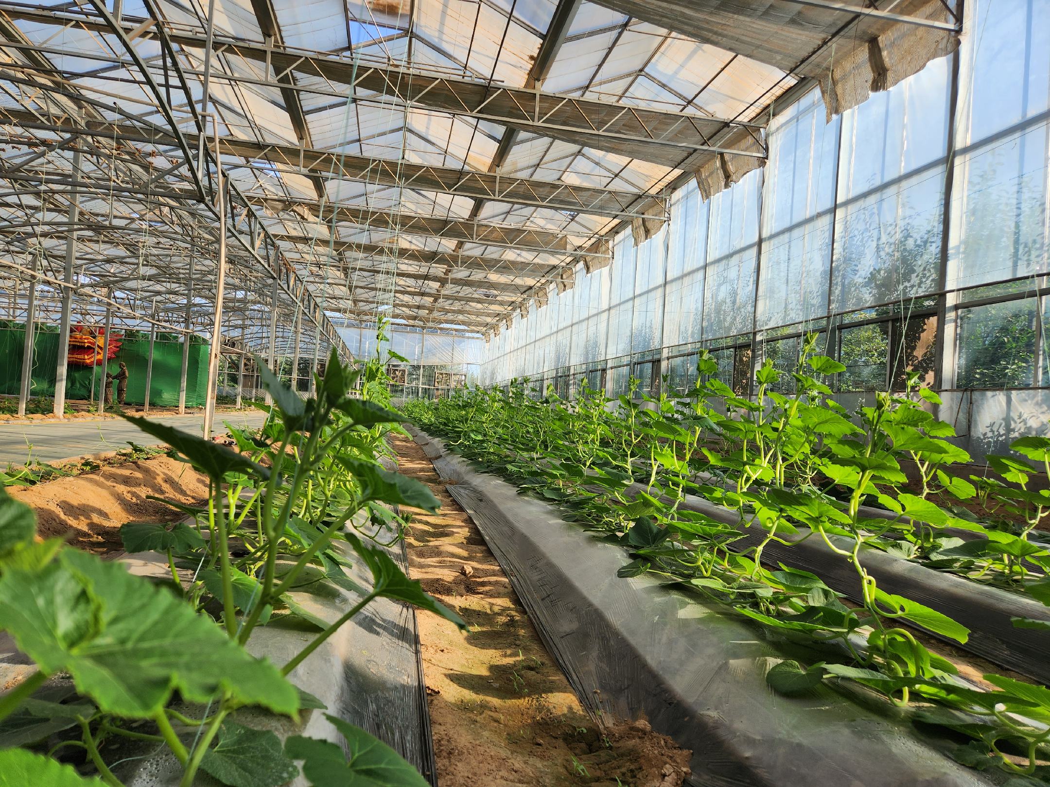 母西红柿在温室中整齐排列,接受科学管理,展现出良好的生长状态 母西红柿在温室中生长