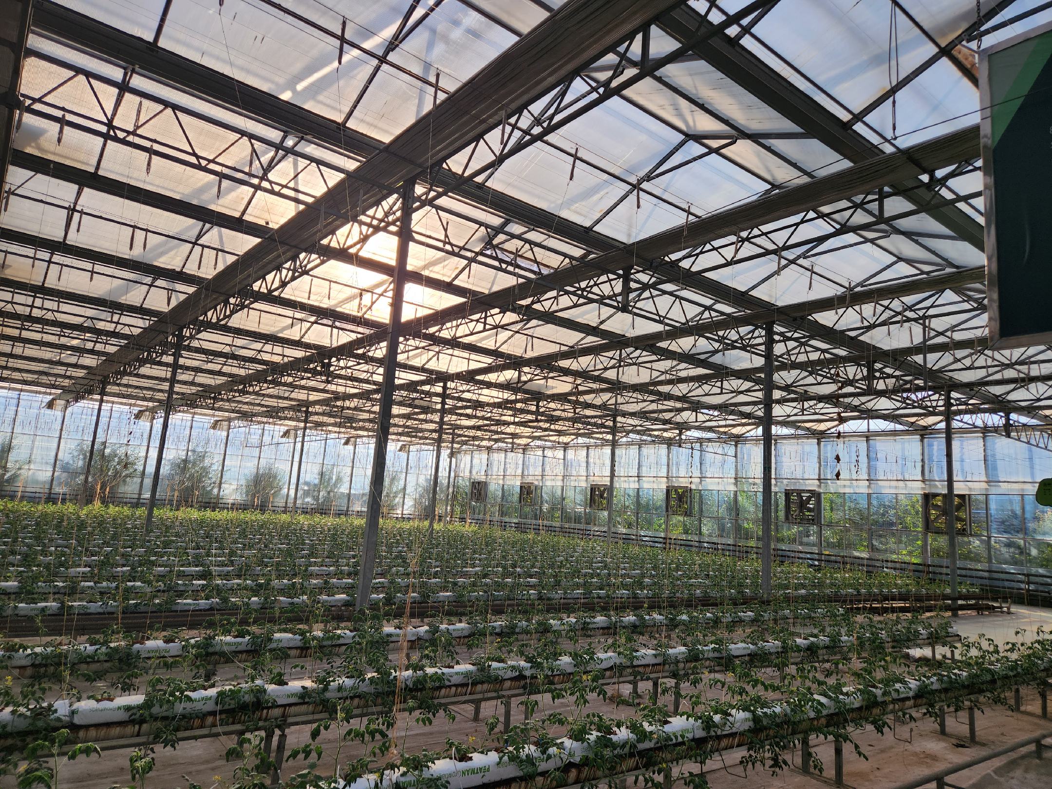 西红柿种植大棚实景,展示现代化温室栽培环境 西红柿种植大棚实景