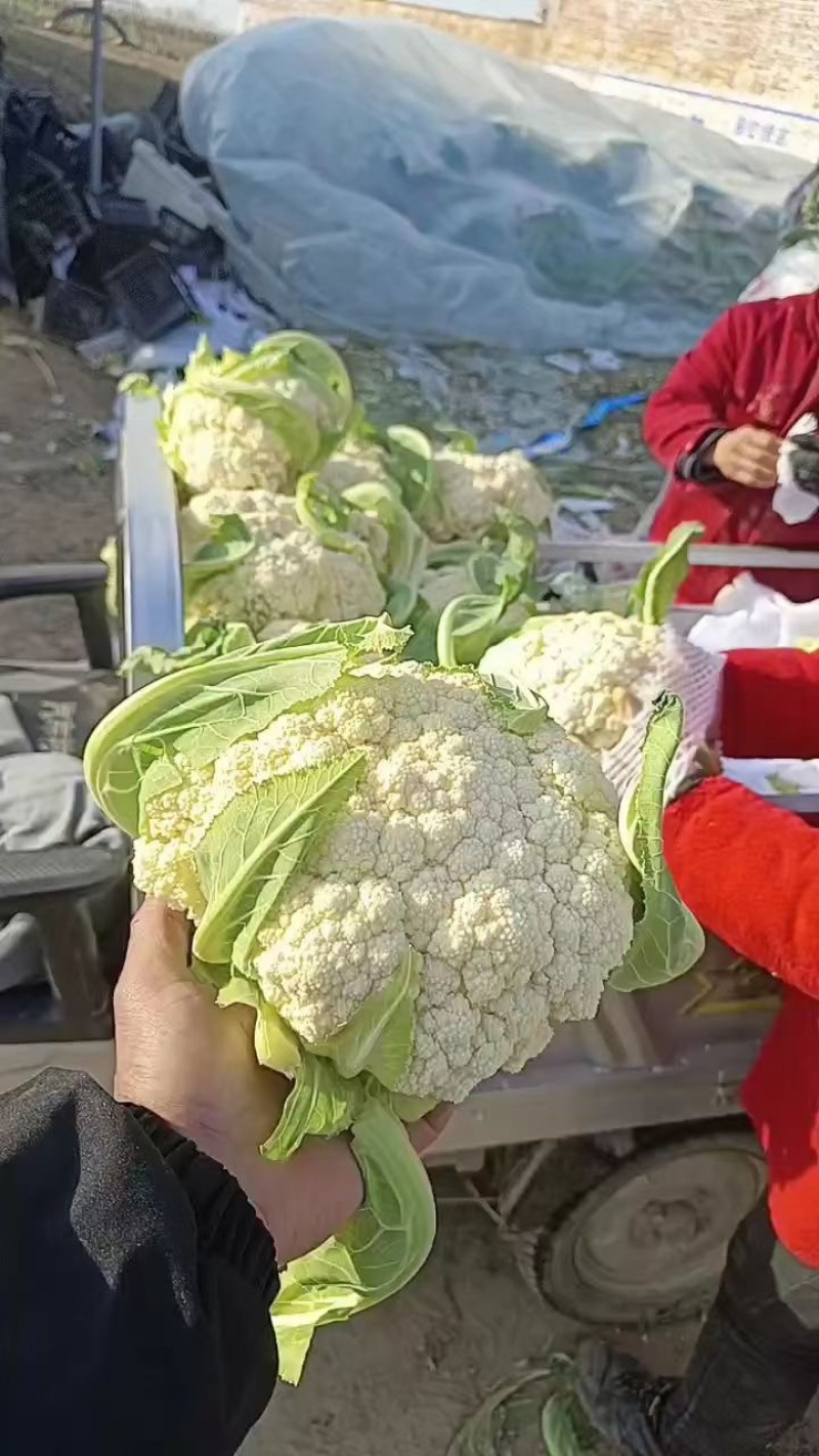 邯郸精品松花菜产地直发质量保证欢迎来电咨询