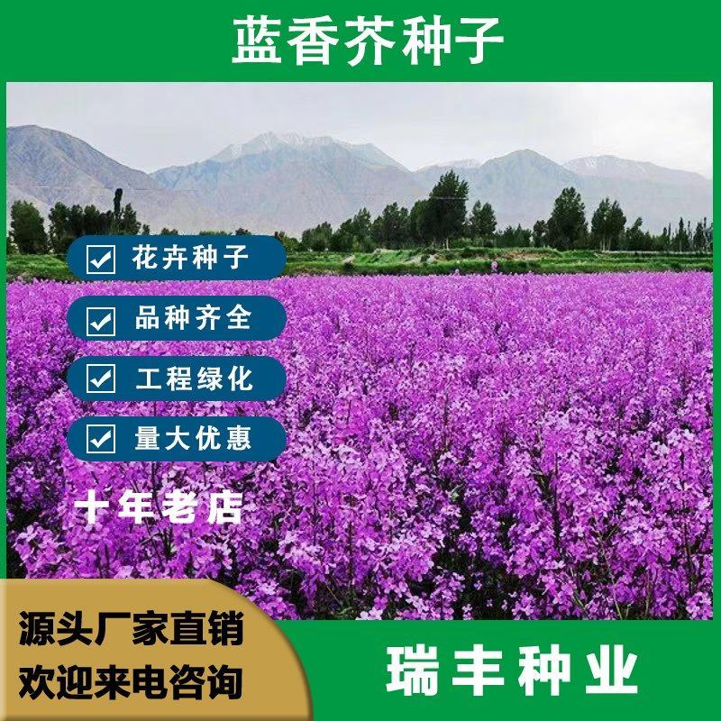 蓝香芥种子，易活花卉种子彩色油菜花花籽庭院盆栽苗景观花海
