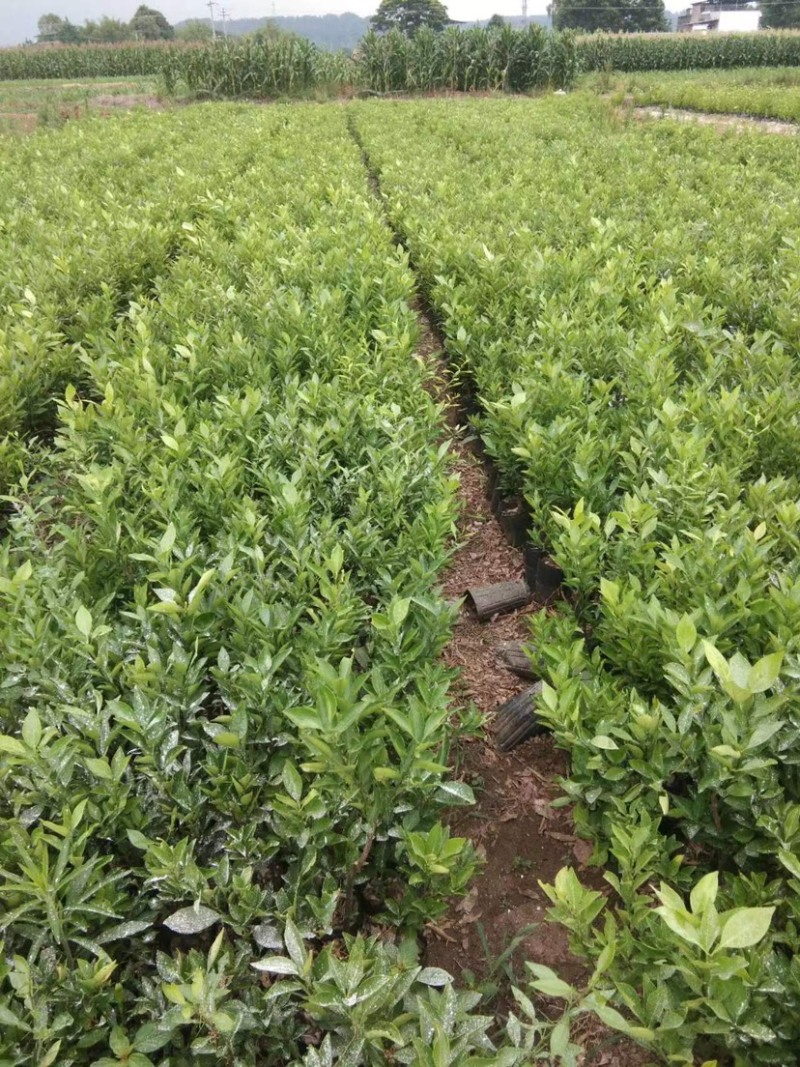 【千亩基地】优质脐橙苗品质优良，承接电商欢迎洽谈
