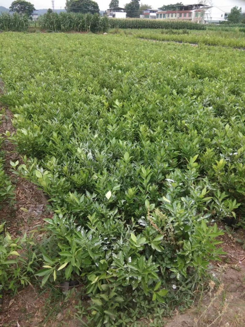 【千亩基地】优质脐橙苗品质优良，承接电商欢迎洽谈