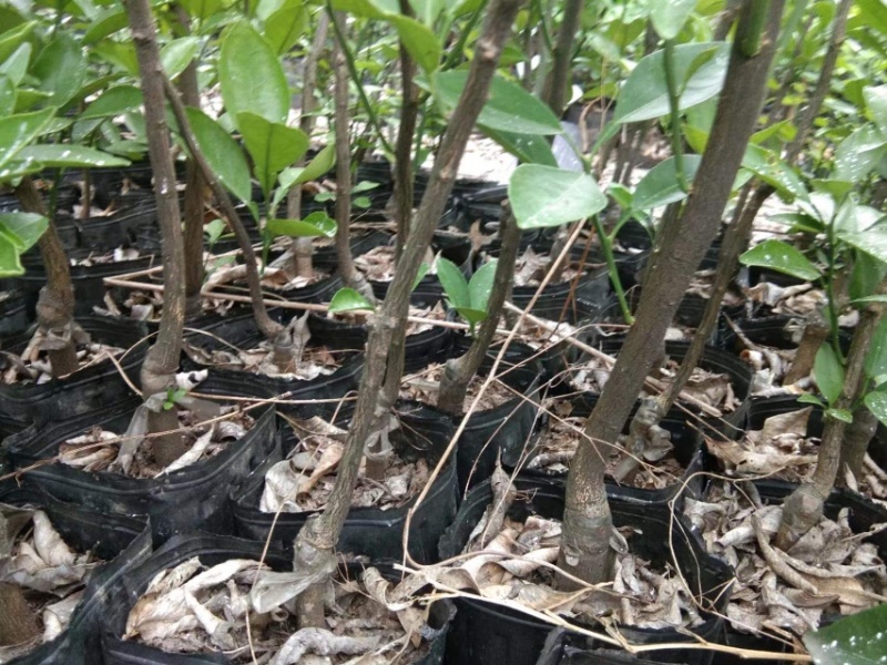 【千亩基地】优质脐橙苗品质优良，承接电商欢迎洽谈