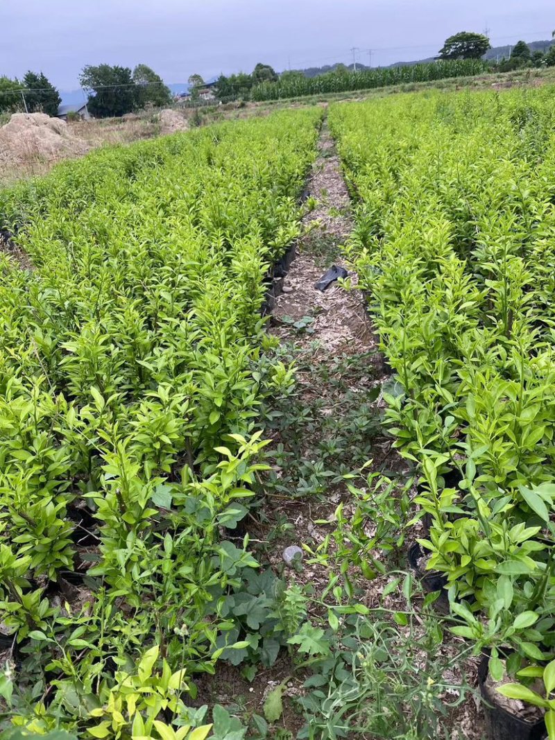 【千亩基地】优质脐橙苗品质优良，承接电商欢迎洽谈
