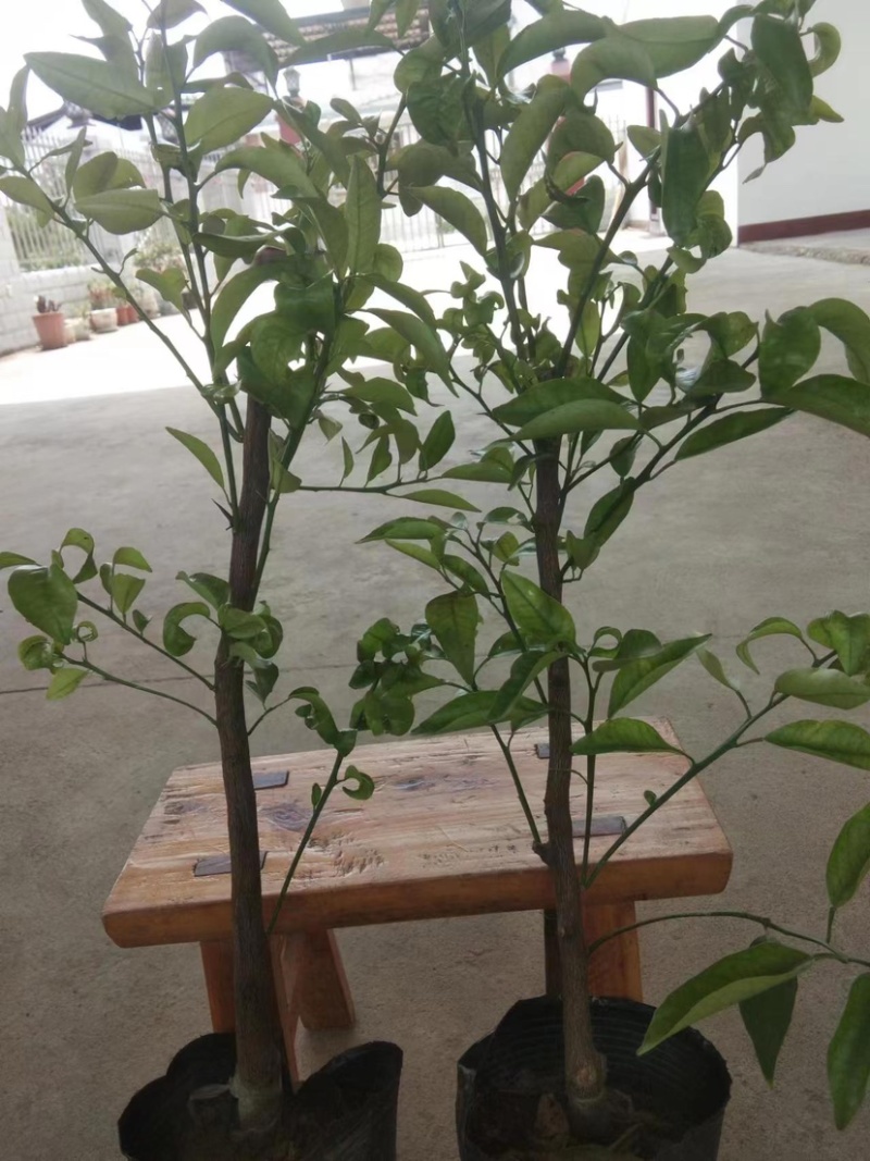 【千亩基地】优质脐橙苗品质优良，承接电商欢迎洽谈