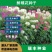 醉蝶花种子，景观绿化花卉种子，种子，种籽花卉种子批发