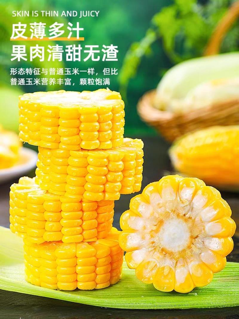 甜玉米（好货口感鲜嫩）产地一手货源现摘现发，保质保量
