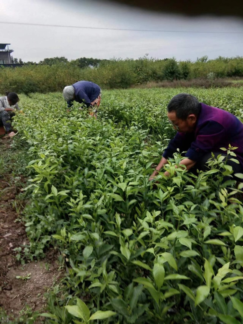 【推荐】优质有籽沃柑苗沃柑杯苗产地大量供应直发，欢迎致电合作