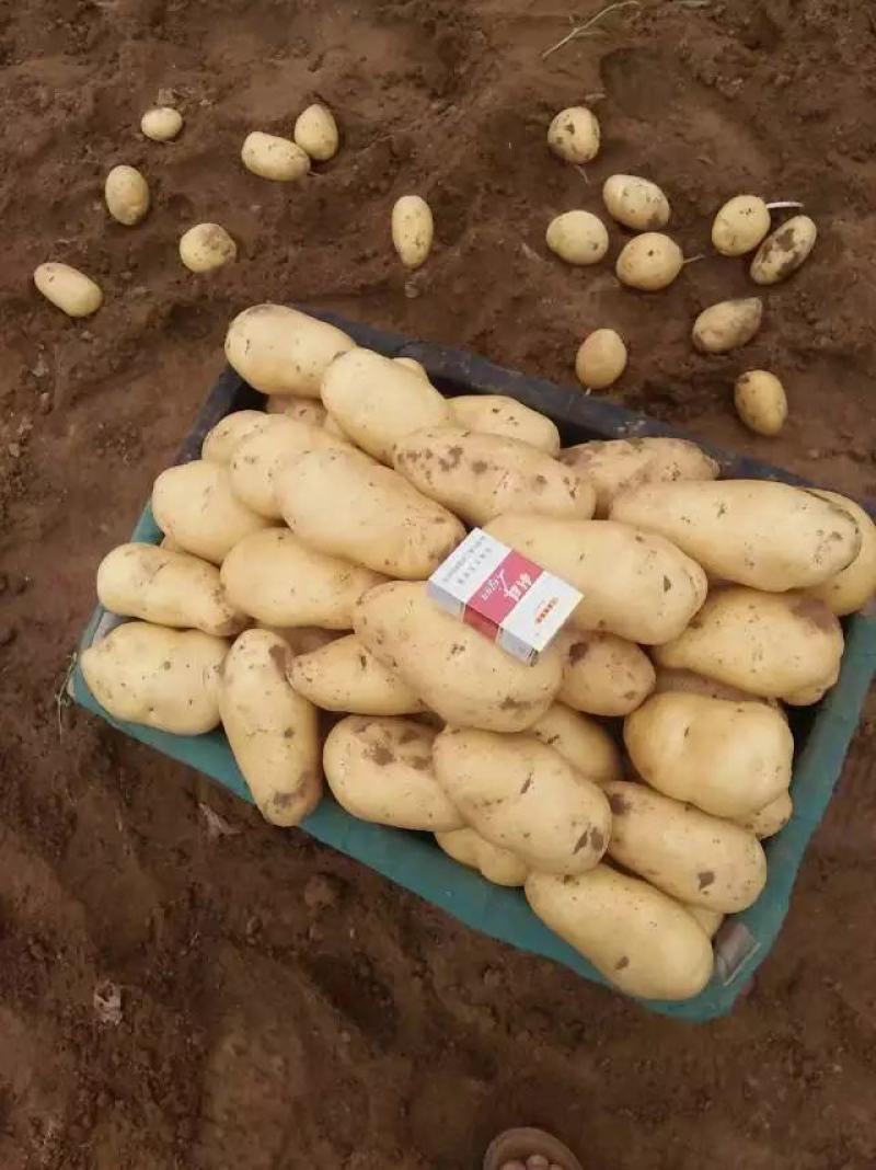 莱西两米棚土豆大量上市