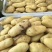 莱西两米棚土豆大量上市