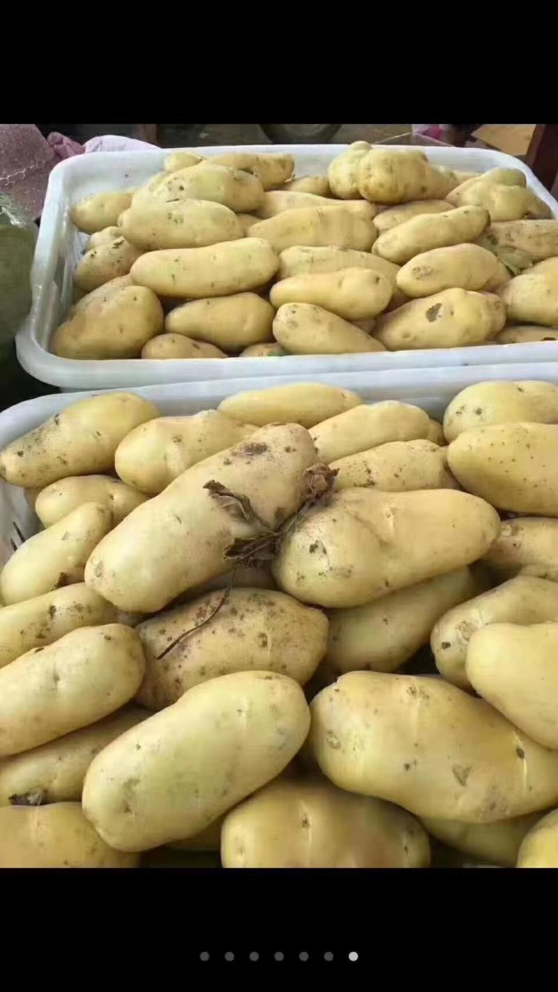莱西两米棚土豆大量上市