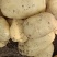 莱西两米棚土豆大量上市