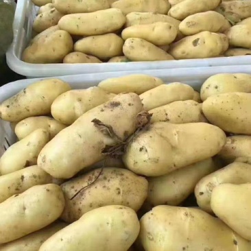 莱西两米棚土豆大量上市