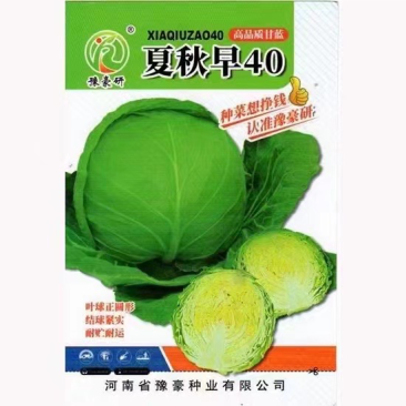 夏早40甘蓝种子耐热品种，早熟圆球种子