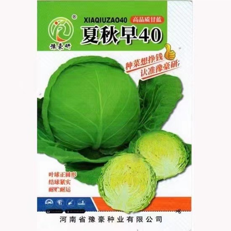 夏早40甘蓝种子耐热品种，早熟圆球种子