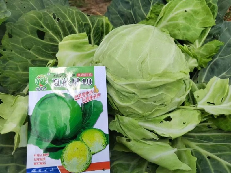 夏早40甘蓝种子耐热品种，早熟圆球种子