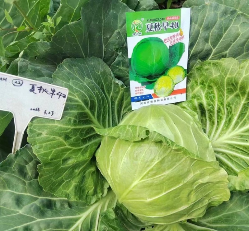 夏早40甘蓝种子耐热品种，早熟圆球种子