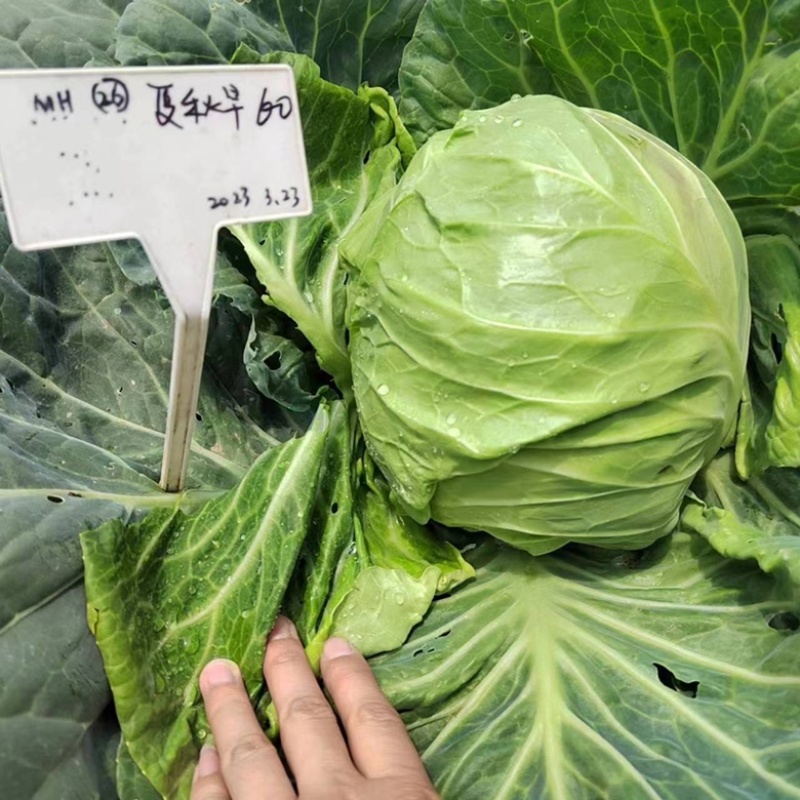 夏早40甘蓝种子耐热品种，早熟圆球种子