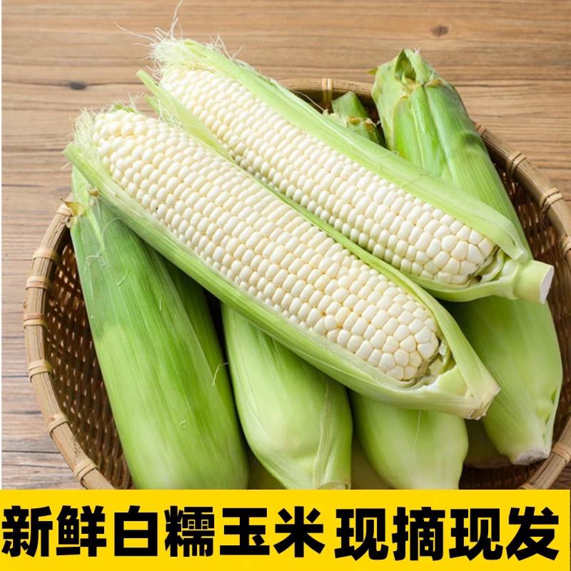 白糯玉米香甜多汁产地一手货源欢迎来电订购保质保量