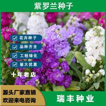 紫罗兰花种子，多年生景观绿化盆栽易活易种庭院花卉种子批发