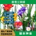 重瓣香雪兰种球小苍兰种子花卉盆栽植物庭院四季易活浓香型室