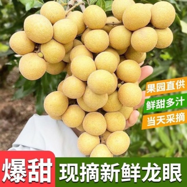优选《龙眼》储良龙眼石硖龙眼产地大量上市，价格美丽欢迎致
