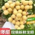 优选《龙眼》储良龙眼石硖龙眼产地大量上市，价格美丽欢迎致