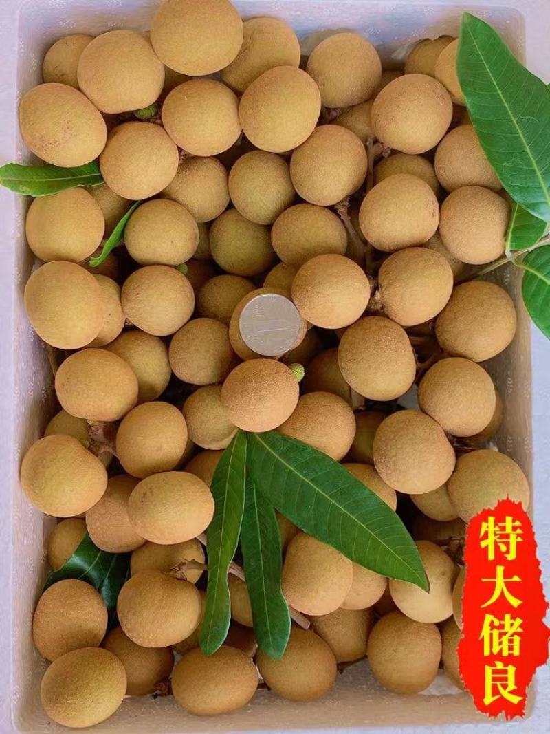 优选《龙眼》储良龙眼石硖龙眼产地大量上市，价格美丽欢迎致