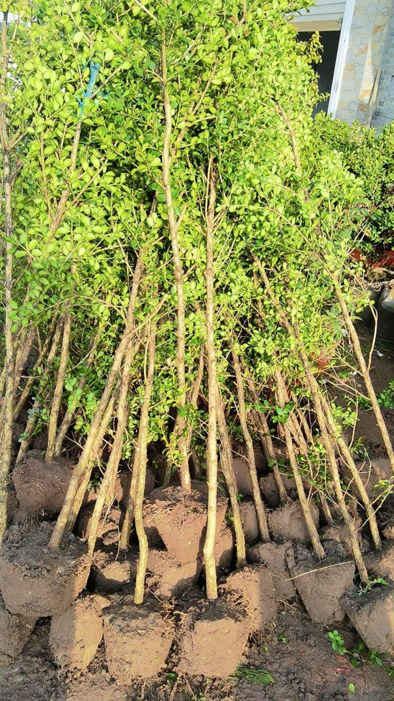 瓜子黄杨树1之6公分低价处理自家苗圃无中介