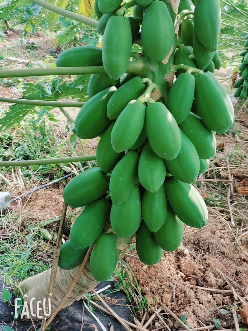 海南红心牛奶大青木瓜，支持一件代发，