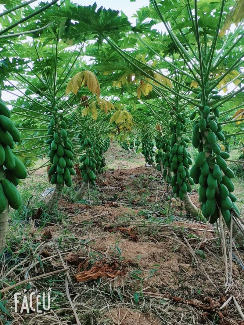 海南红心牛奶大青木瓜，支持一件代发，