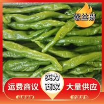 东北辽宁暖棚螺丝椒上市中批发欢迎新老顾客前来洽谈合作