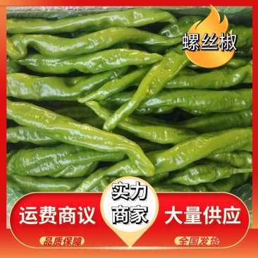 东北辽宁暖棚螺丝椒上市中批发欢迎新老顾客前来洽谈合作