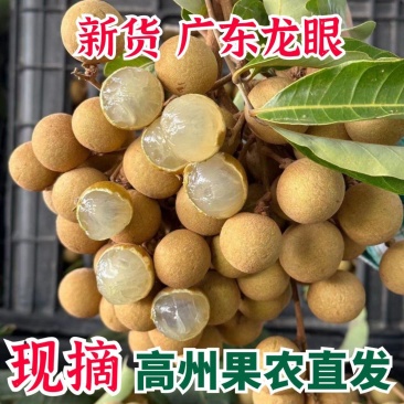 **《广东龙眼》储良石硖龙眼，直供电商市场加工量大从优