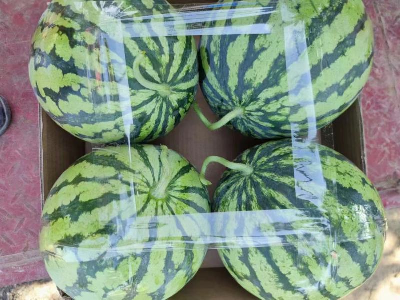 精品西瓜大量上市美都8424产地直发皮薄个大甜度高发全国
