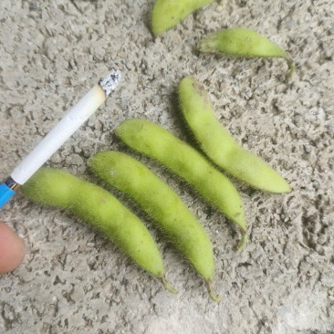 山东郯城精品毛豆