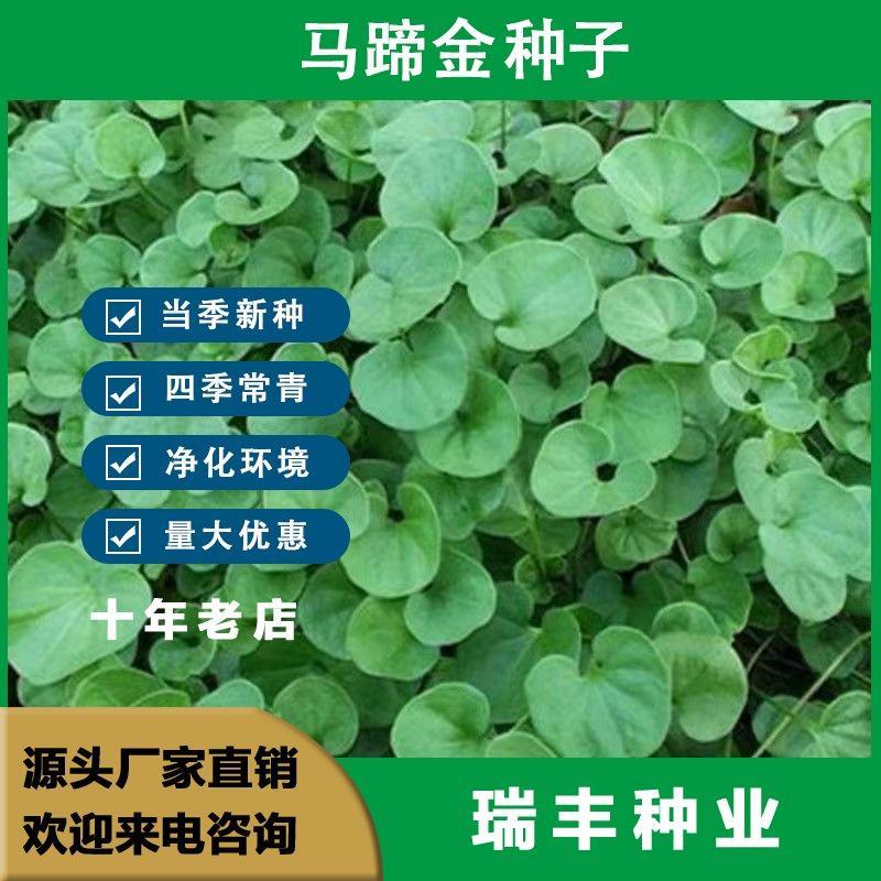 马蹄金种子草籽草坪种子小金钱草铜钱草种子四季常青耐高温绿