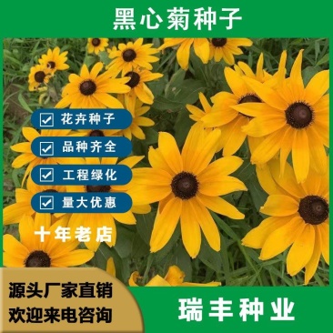 黑心菊花种子，金光菊花种子，景观绿化工程多年生花卉种子批