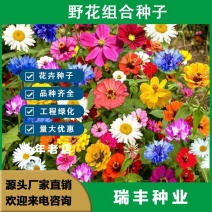 野花组合种子，花海庭院绿化四季开花，花卉种子批发，花种子