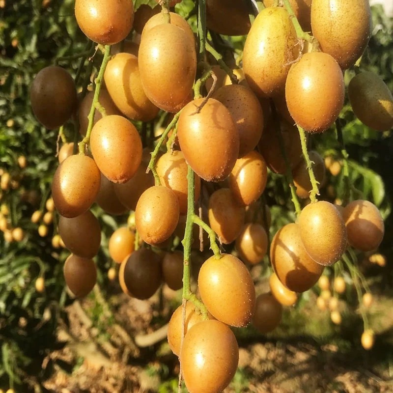广东自家果园种植鸡心黄皮