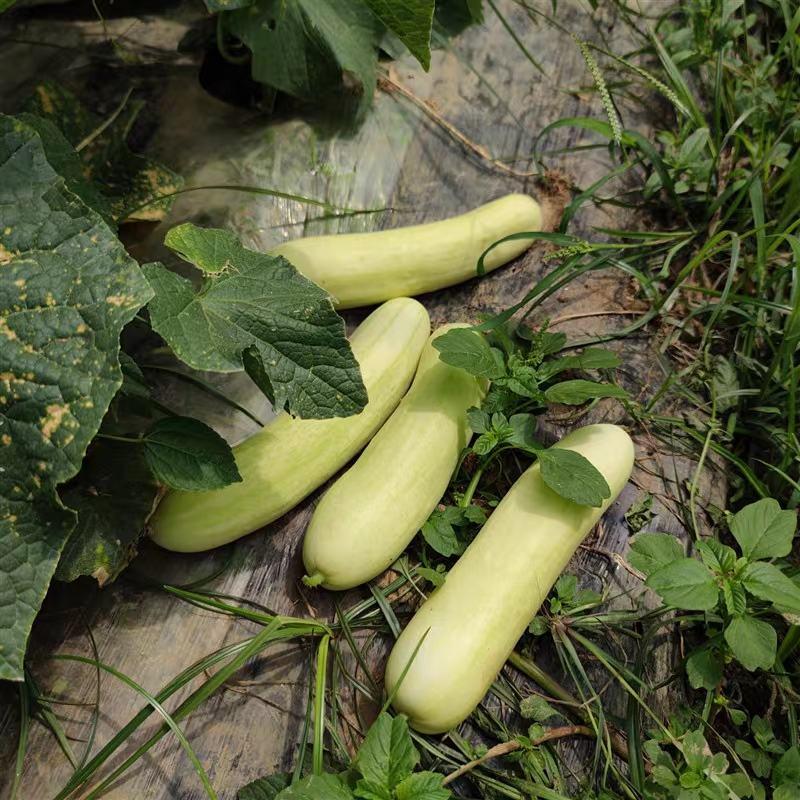 白黄瓜新鲜采摘产地一手货源保质保量现摘现发