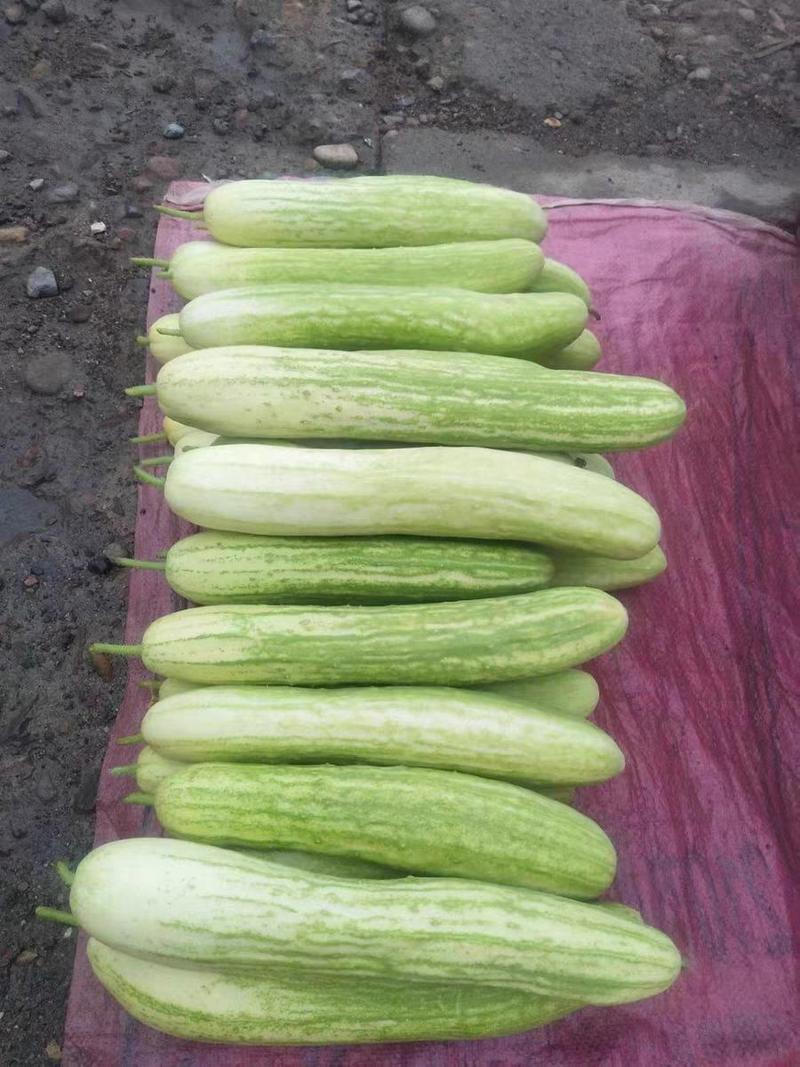 白黄瓜新鲜采摘产地一手货源保质保量现摘现发