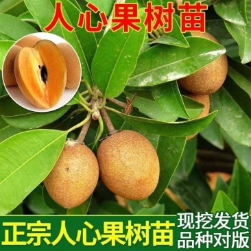 新品种人心果苗南北方种植四季结果大果型人心果带土带叶发货